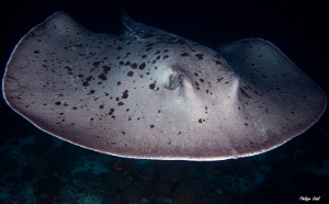 Maldives 2021  - Raie pastenague noire - Blackblotched stingray - Taeniurops meyeni - DSC00625_rc